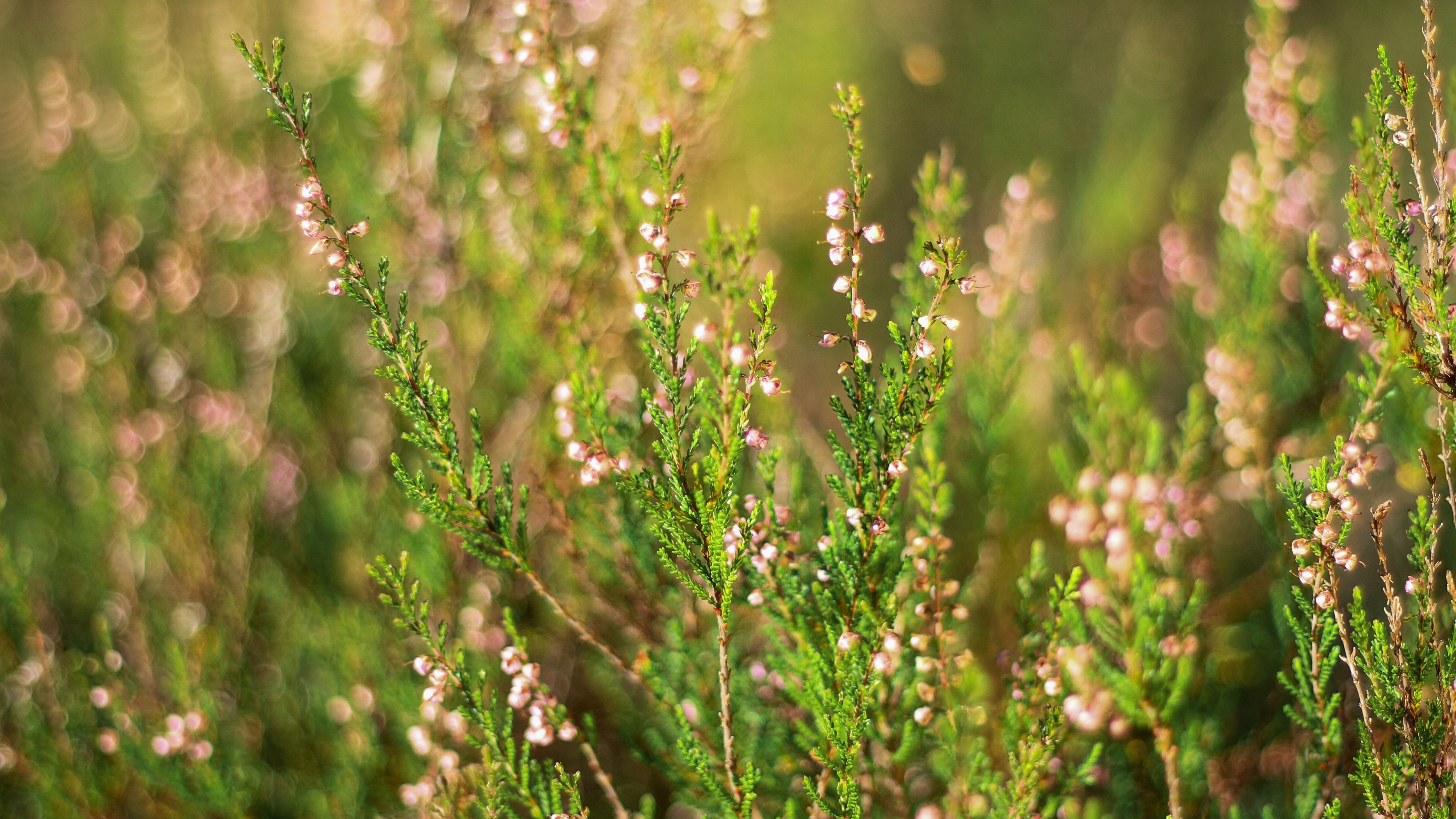 Photo by leonova_sia