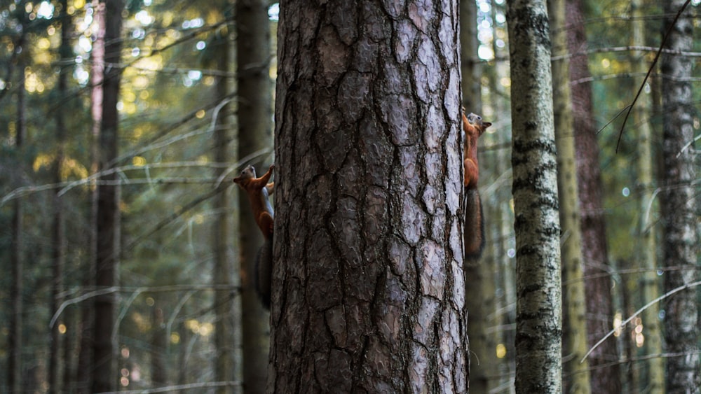 fotografia do tronco da árvore da bétula