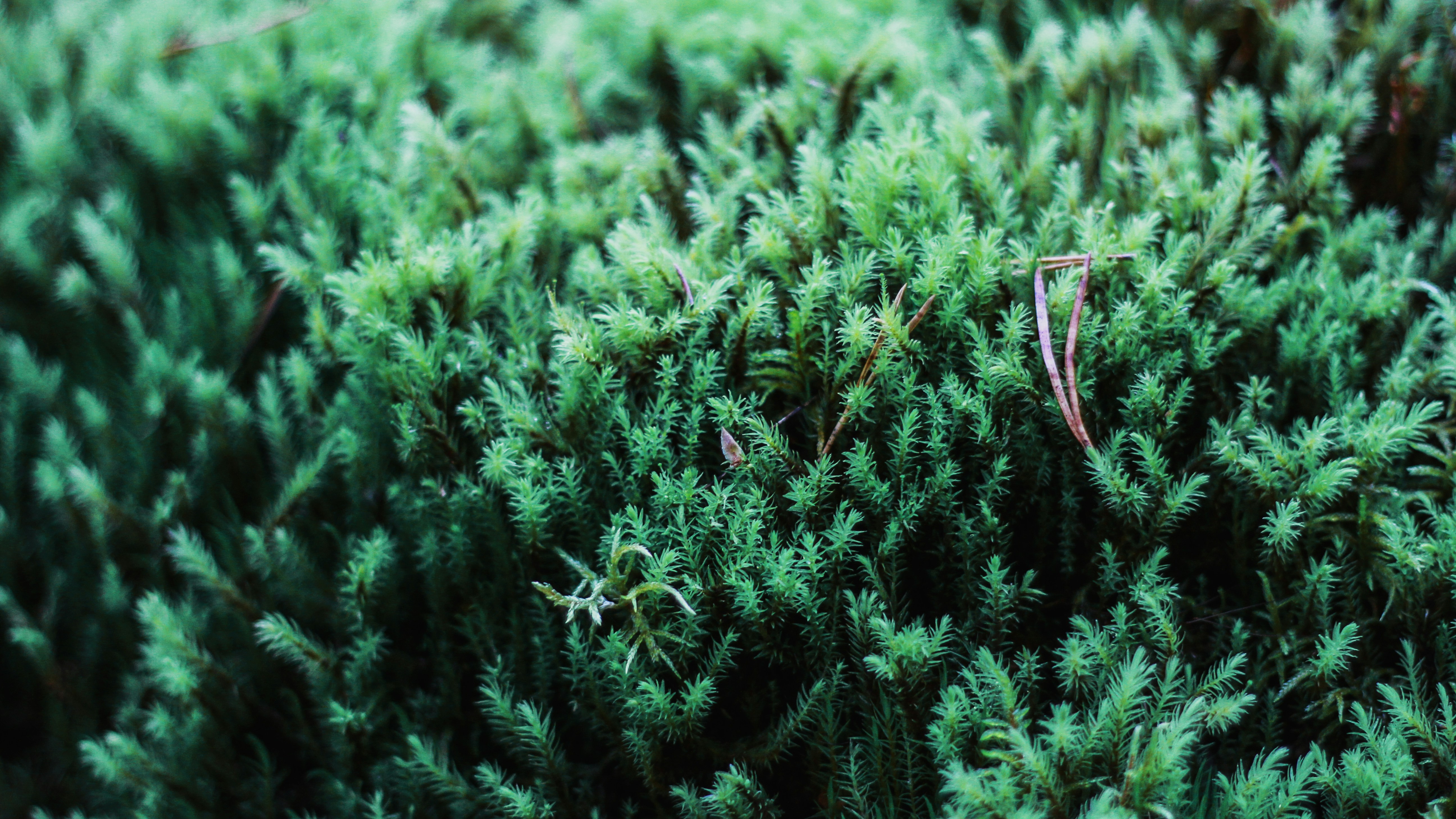 Pinus sylvestris). Цетрария эпифит. Древесный мох. Пихта мох. Кустистые лишайники уснея.