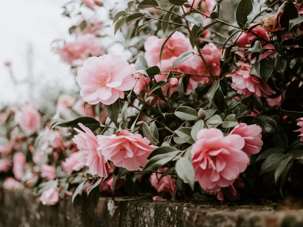 pink petaled flowers during daytime