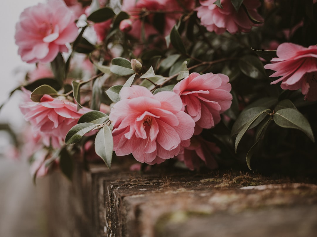 pink cluster flowers