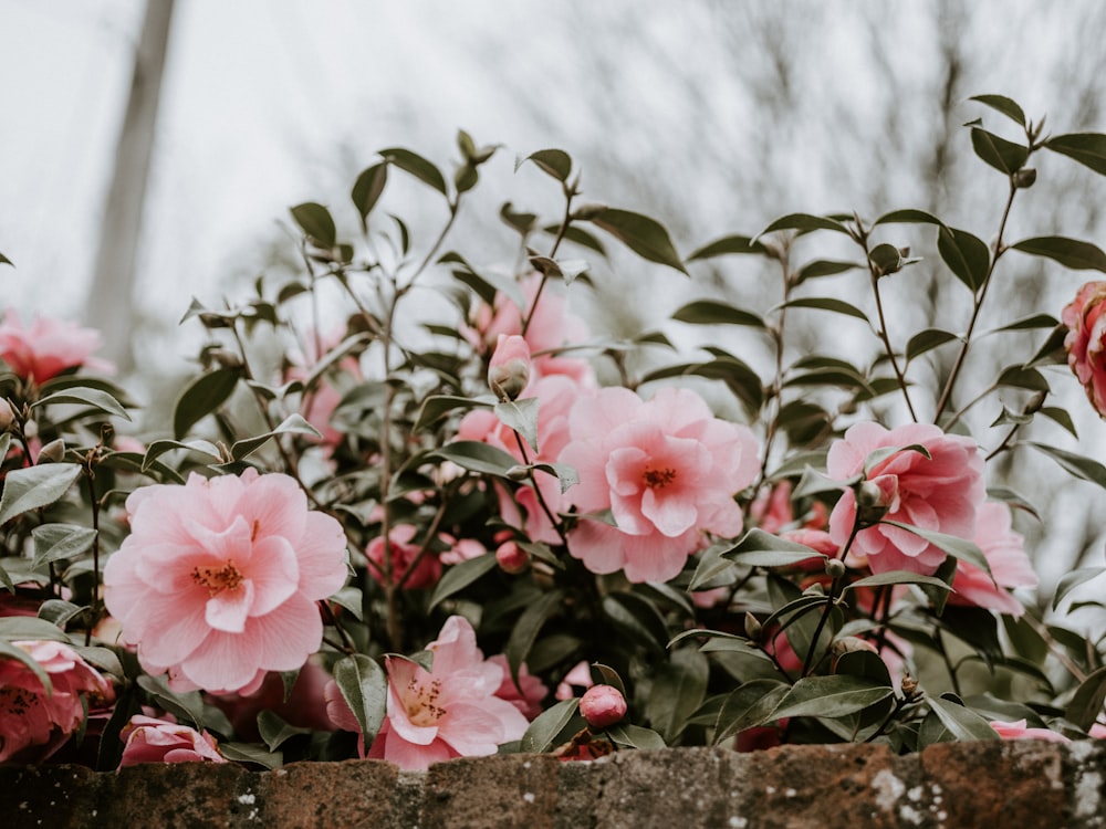 pink flowers on selective focus photography