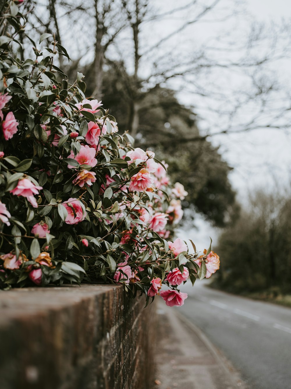 rosa blättrige Blume am Zaun