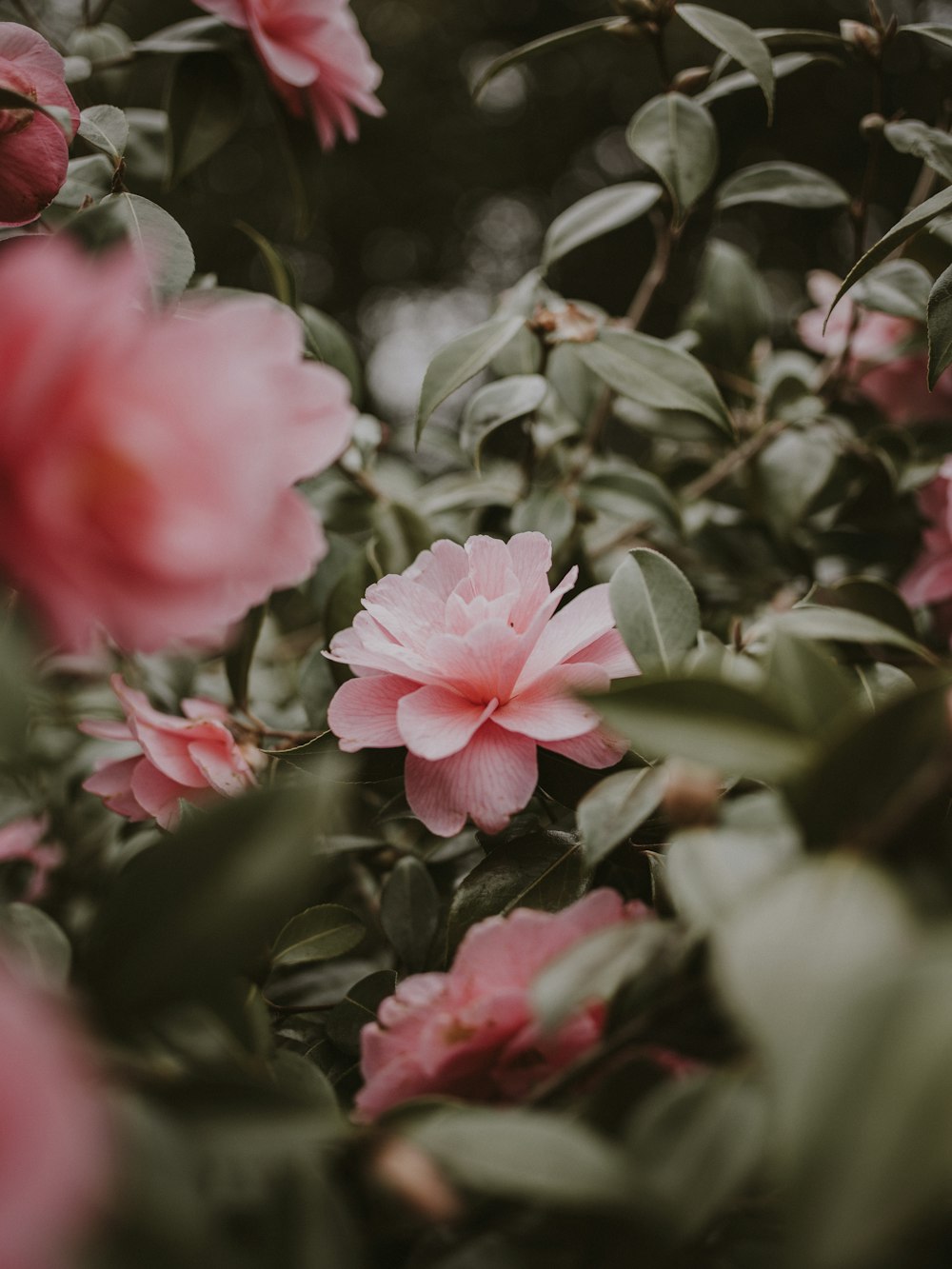 selective focus photography of pink petaled flower