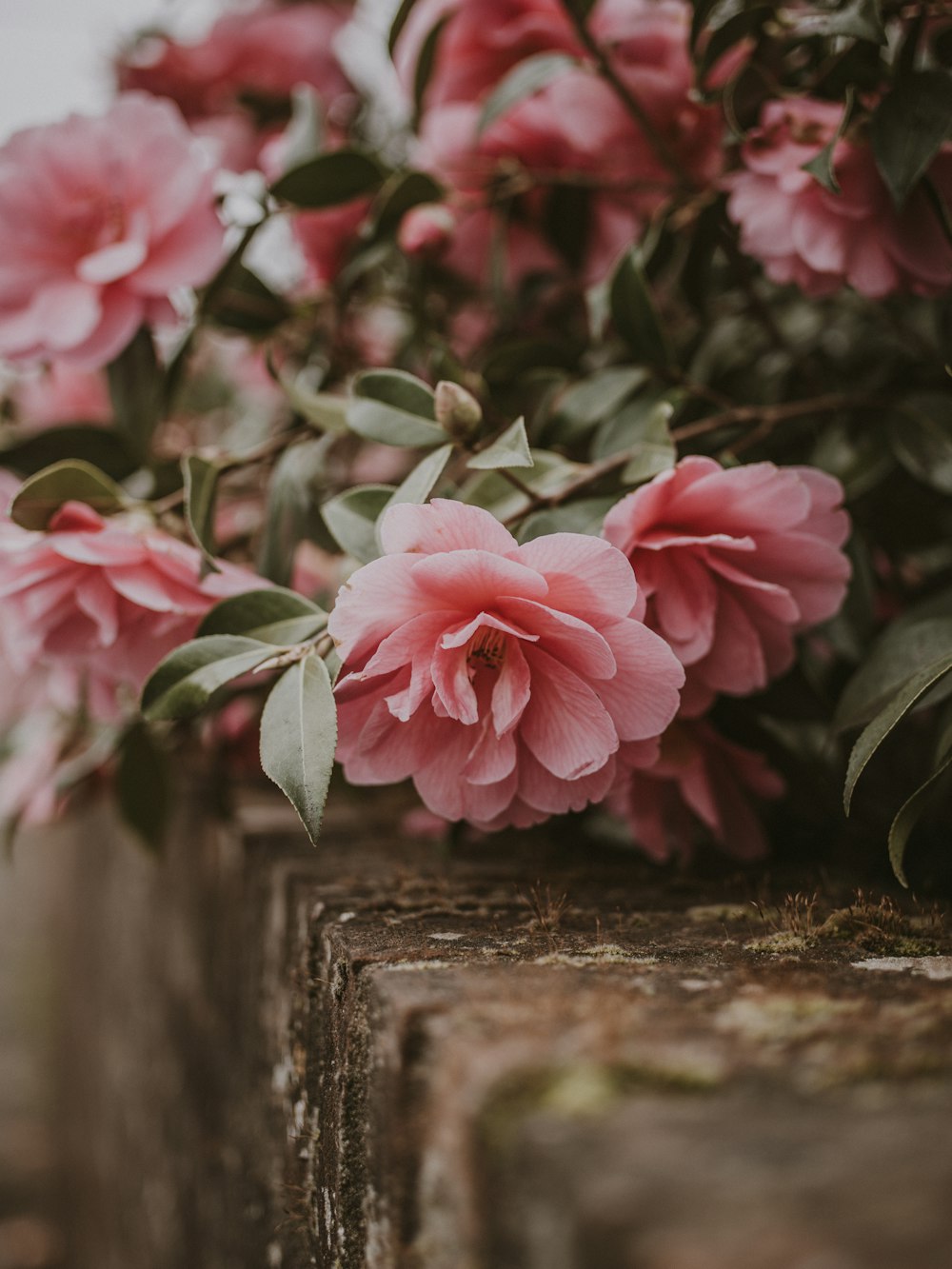 close up photo of pink flowers on wall