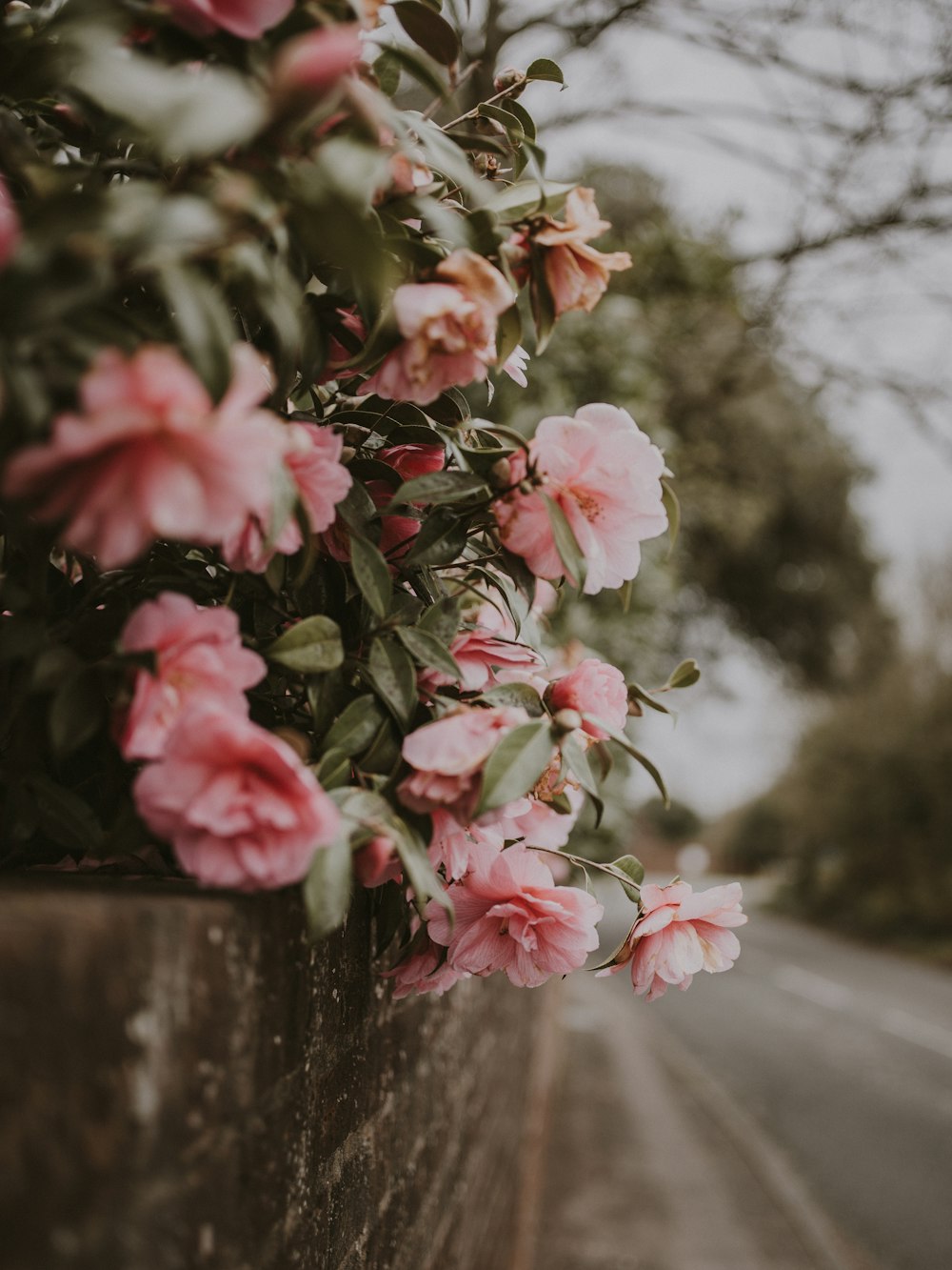 pink petaled cluster flowers