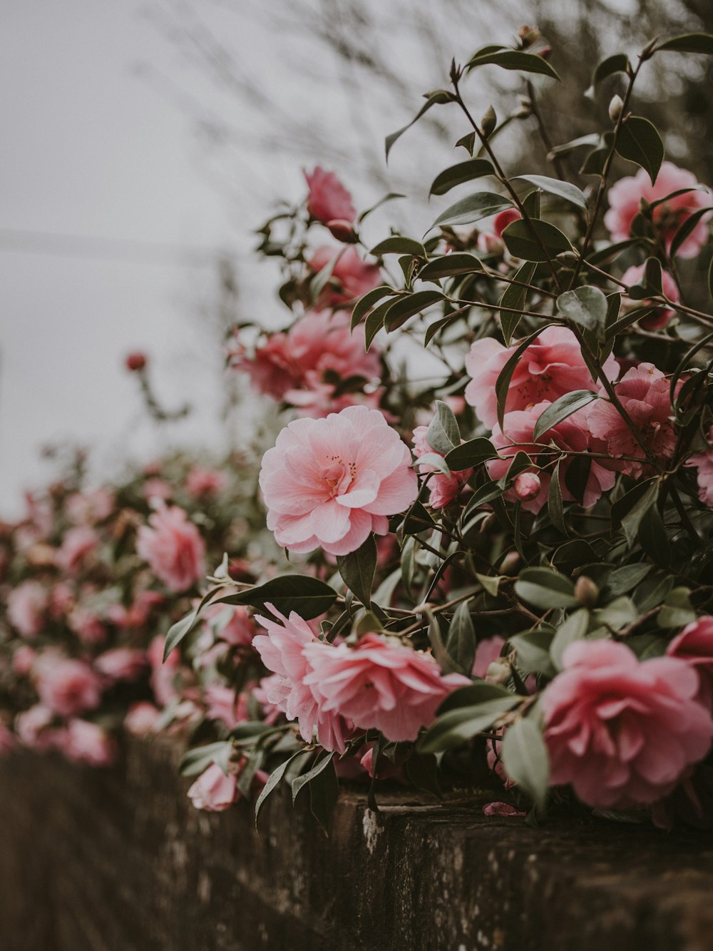 selective focus photo of peony flower