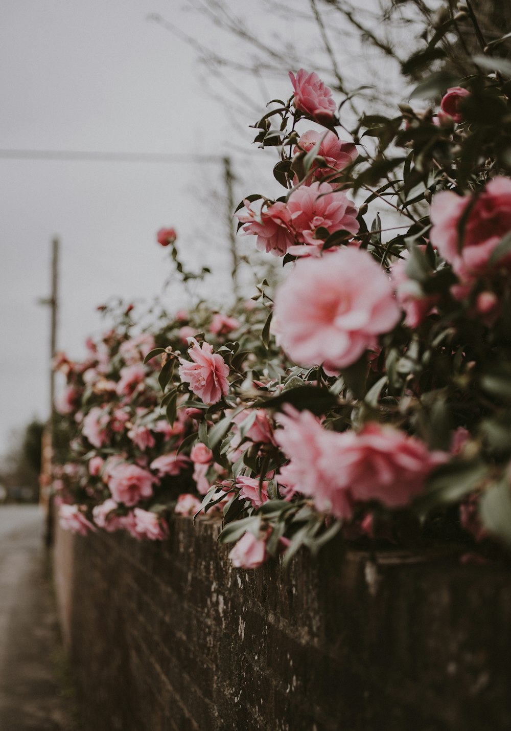 pink peony flower