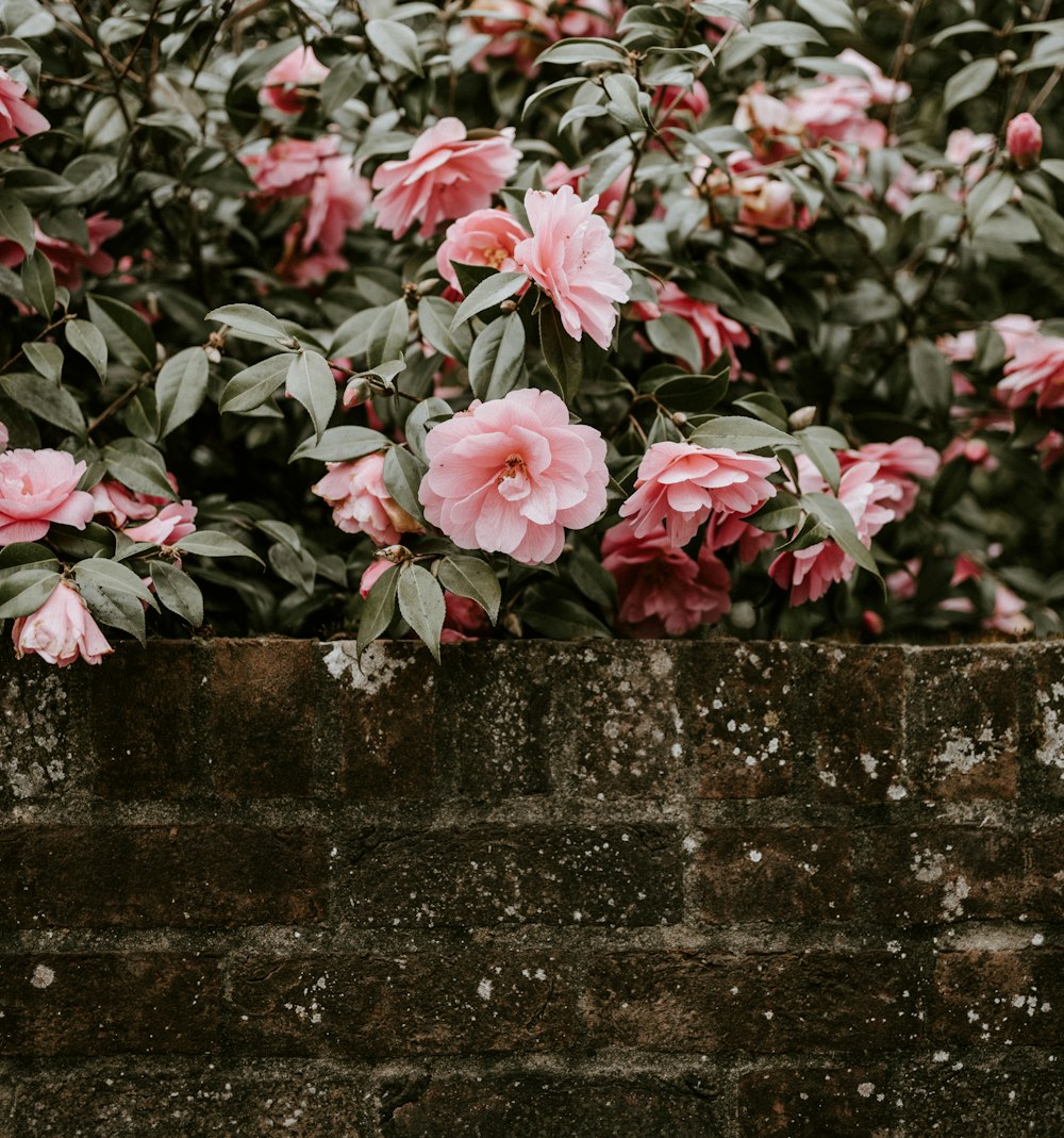 pink petaled flowers