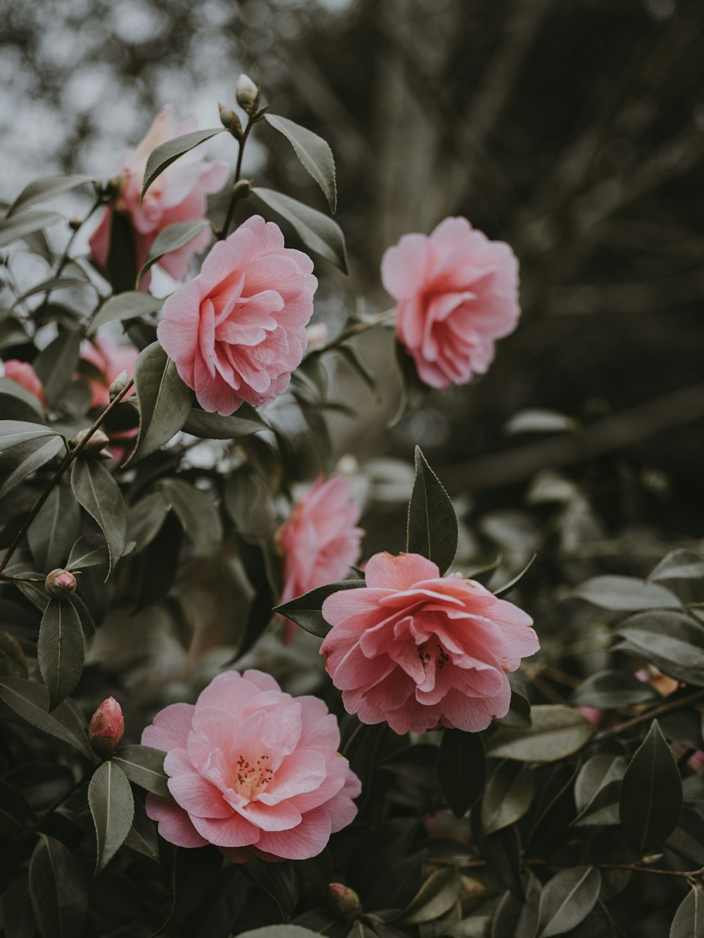 pink peony flower