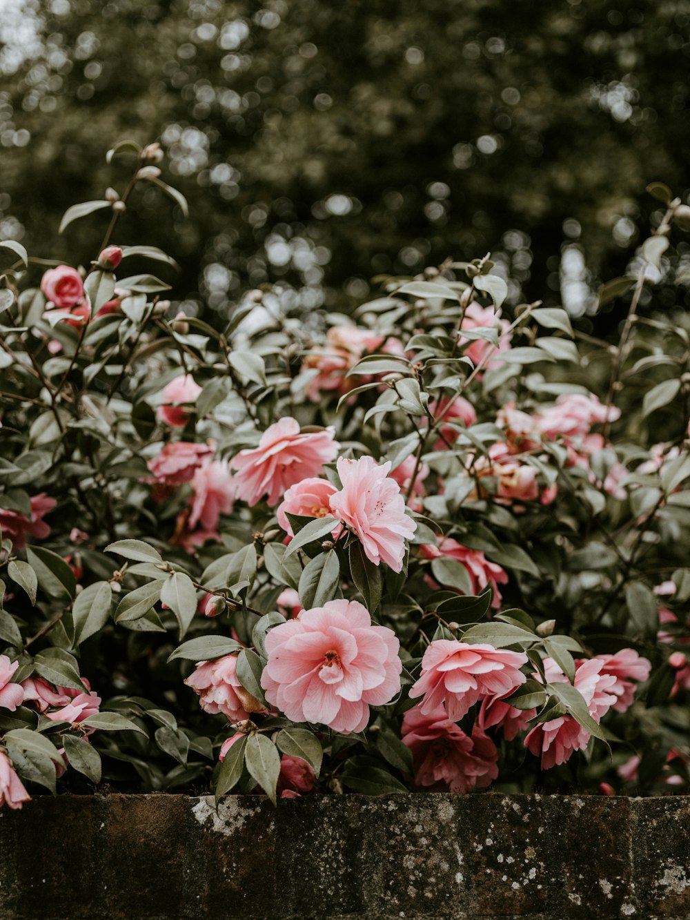 selective focus photography of pink-petaled flower