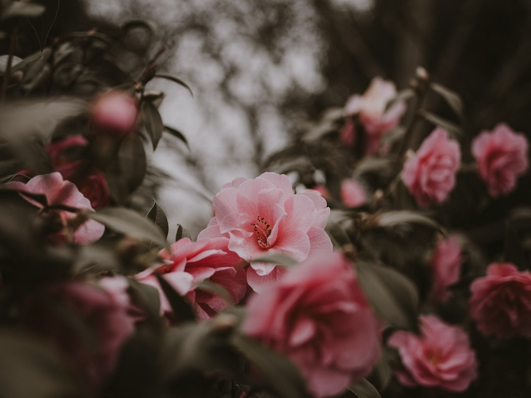 view of pink garden roses