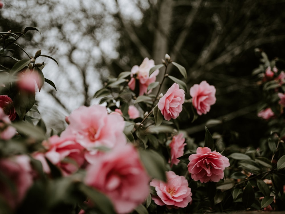 selective focus photography of pink-petaled flowers