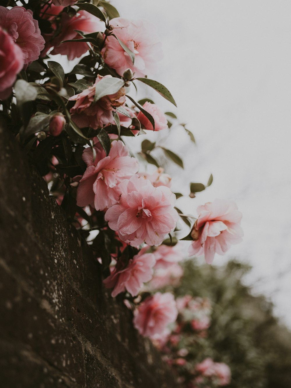 pink-petaled flowers