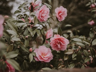 Pink camellia flowers bloom among lush green leaves. The delicate petals are soft and round, creating a serene and natural setting.