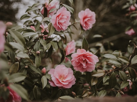 Pink camellia flowers bloom among lush green leaves. The delicate petals are soft and round, creating a serene and natural setting.