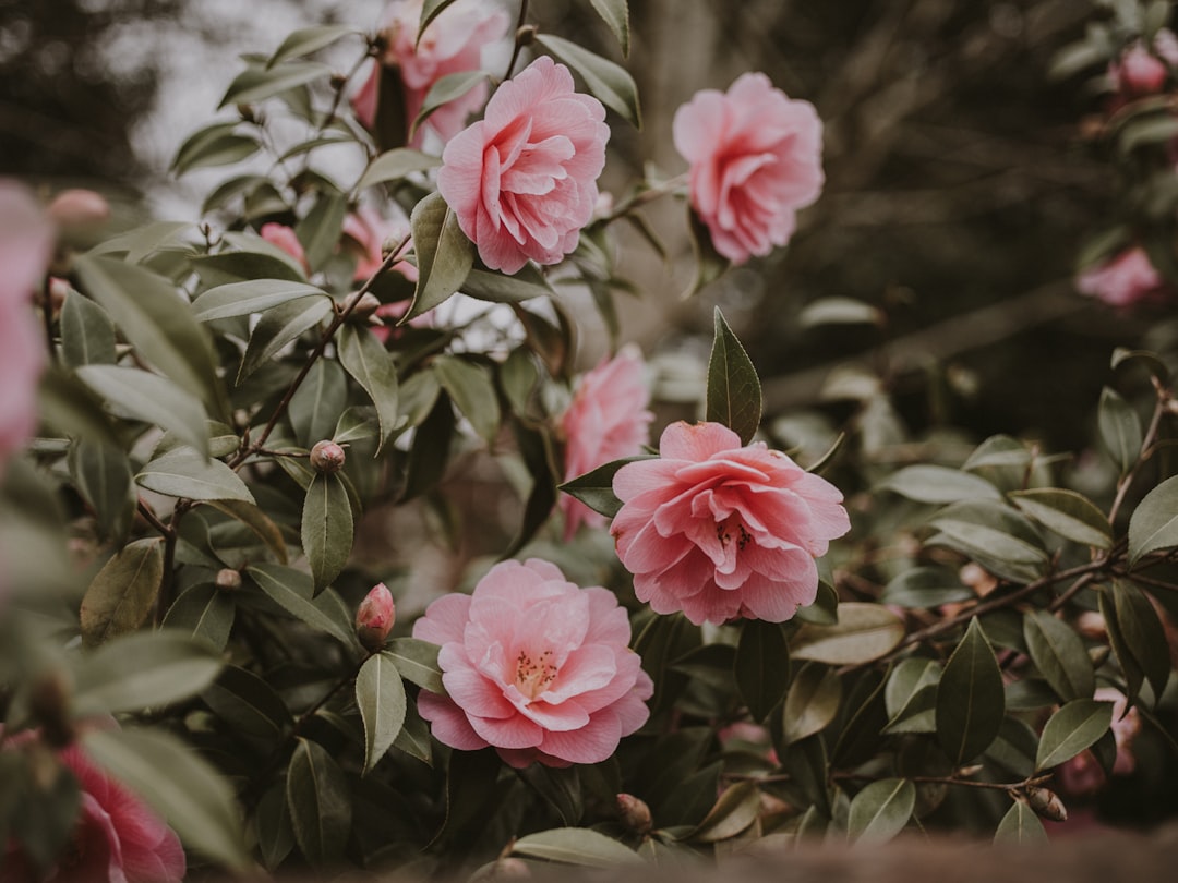 pink petaled flower