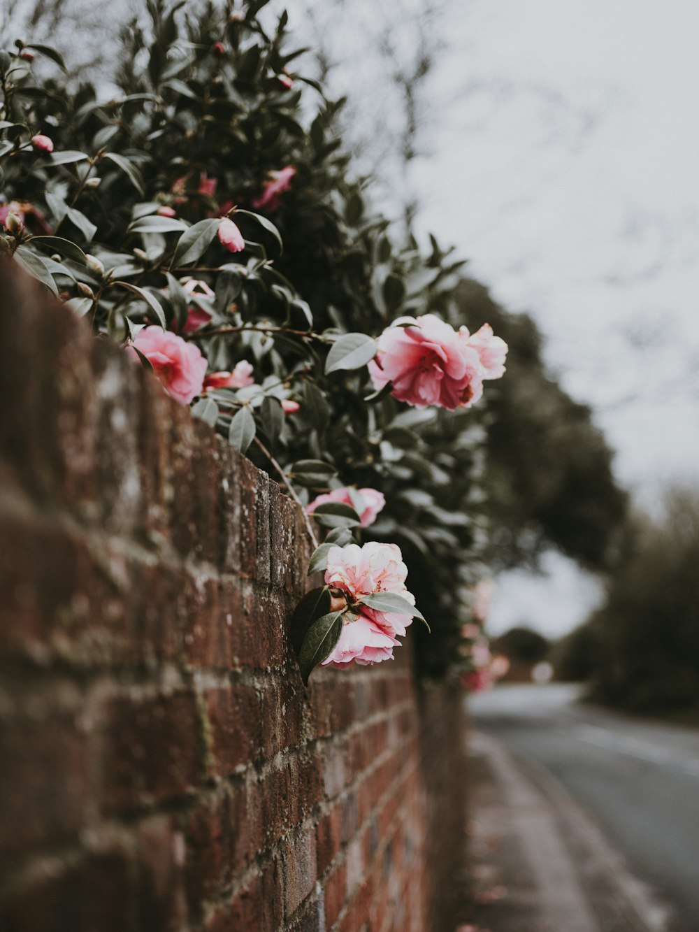 pink flowers bush over the wall