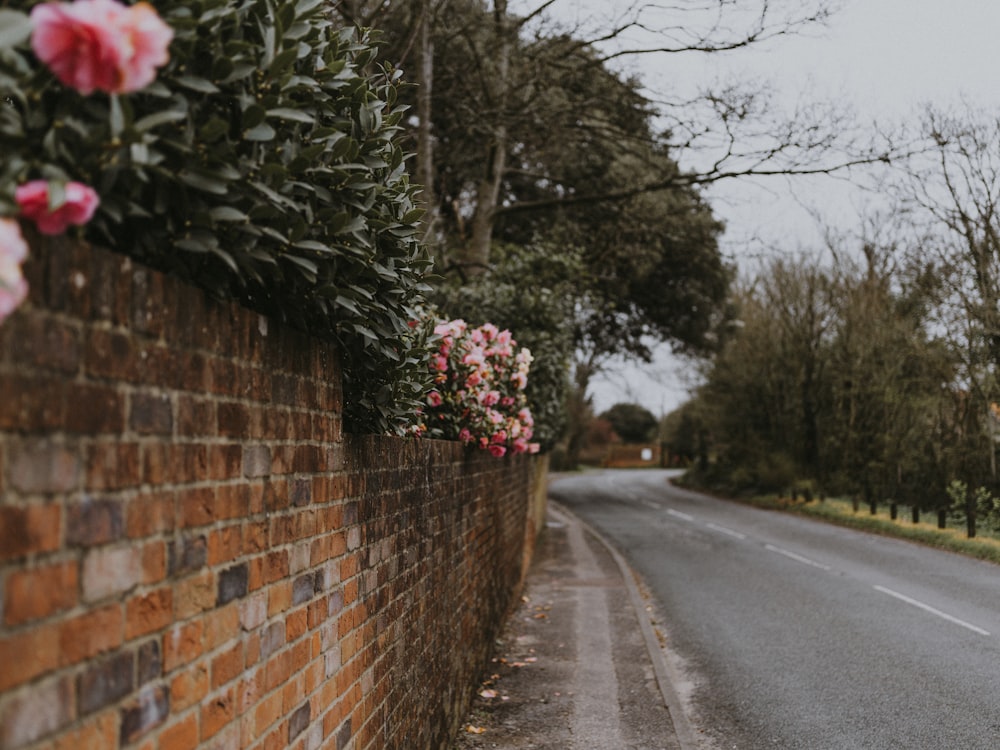 pink petaled flower near the street