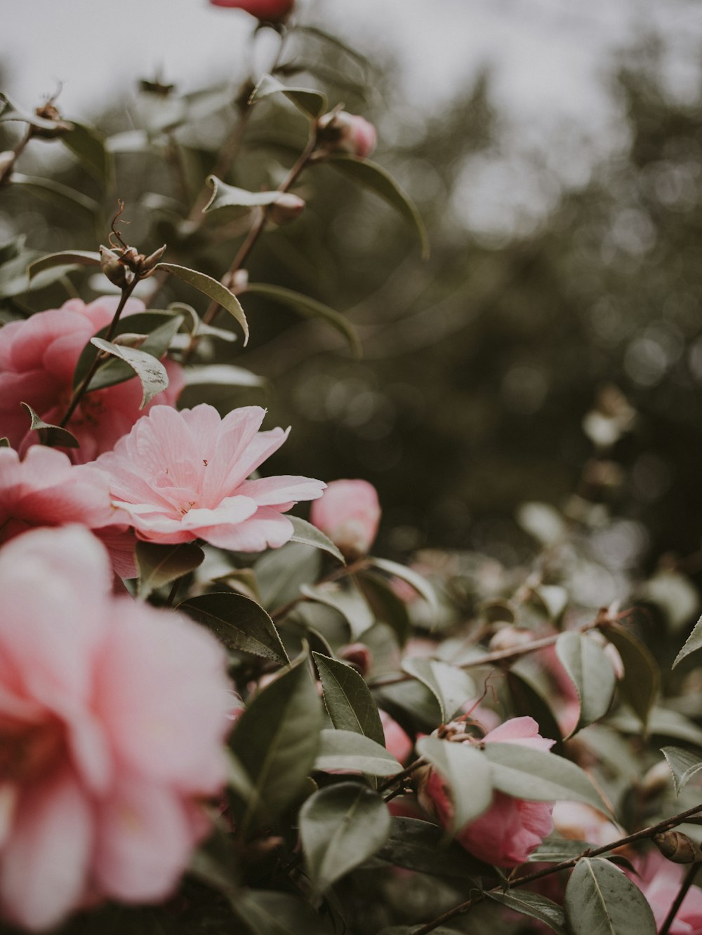 pink flowers with green leaves