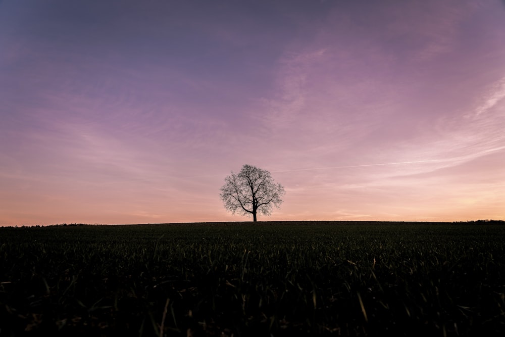 grey tree under purple clouds