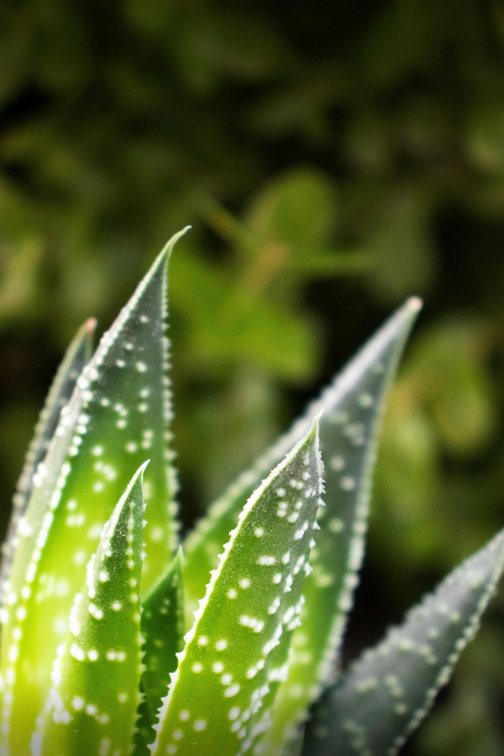 アロエベラ植物のマクロ写真