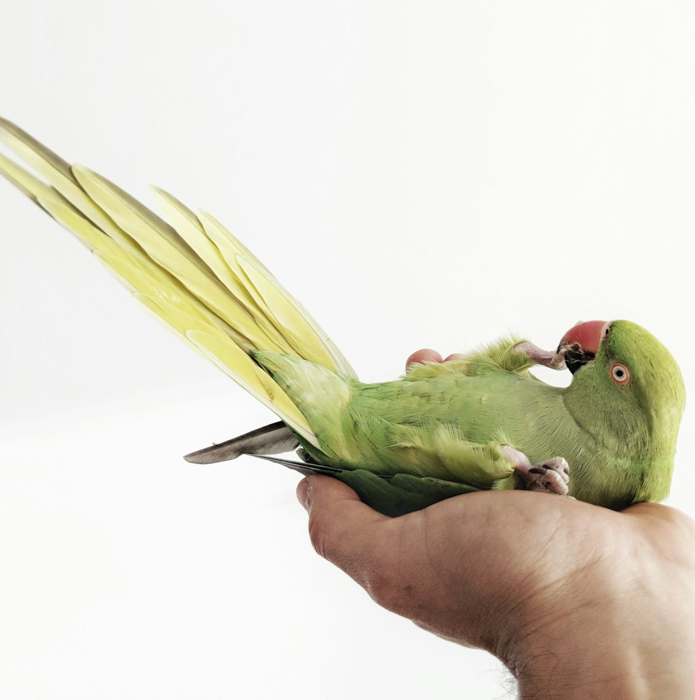 Papagaio verde na palma da mão da pessoa
