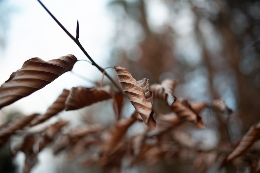 dried leaf