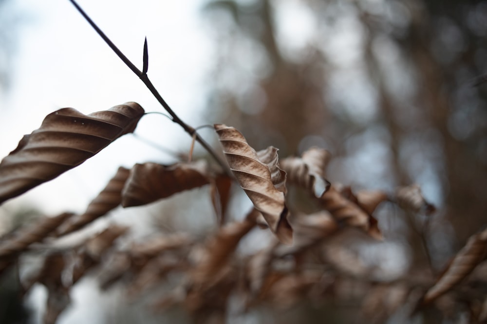 dried leaf