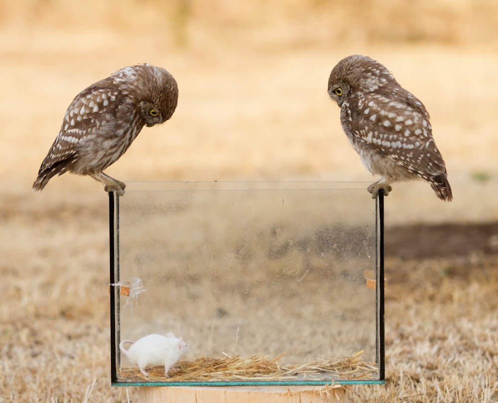 two brown owls on pet tank
