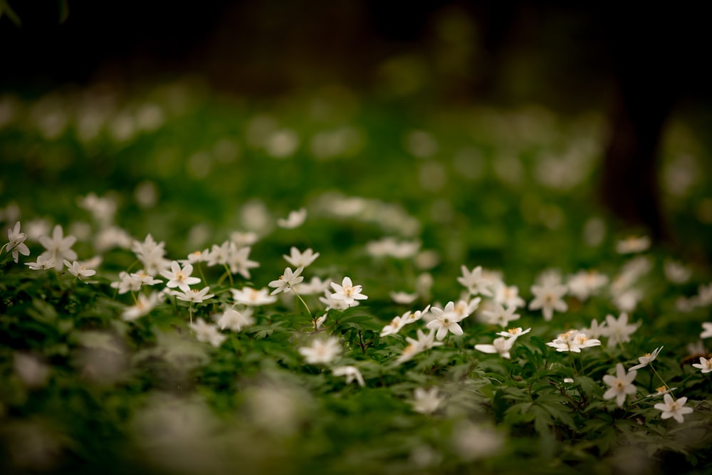 flores de pétalas brancas