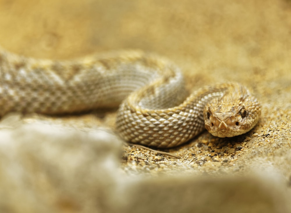 selective focus photo of rattlesnake