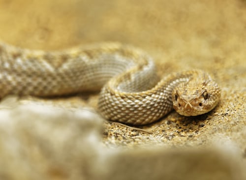10 increíbles datos que debes conocer sobre las serpientes - photo-1553264600-08e3bfaec383?ixid=MnwxMjA3fDB8MHxzZWFyY2h8MjN8fHNuYWtlc3xlbnwwfHwwfHw%3D&ixlib=rb-1.2