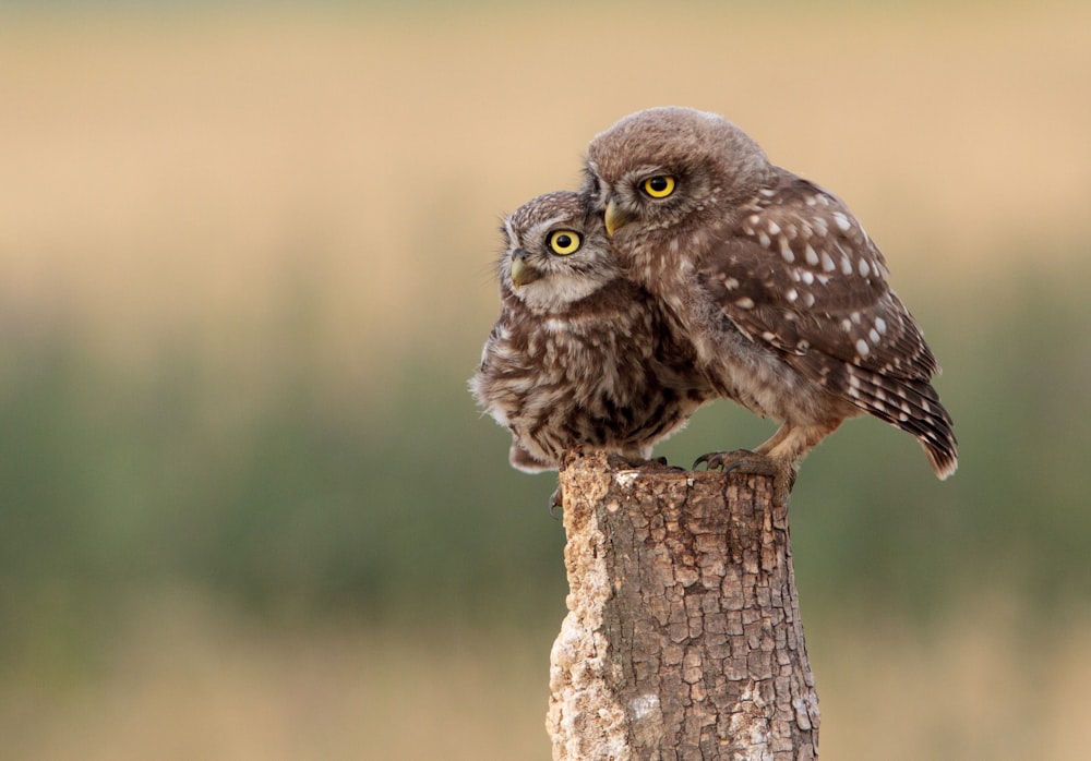 two brown owls perched on wooden post