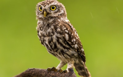 brown and white owl