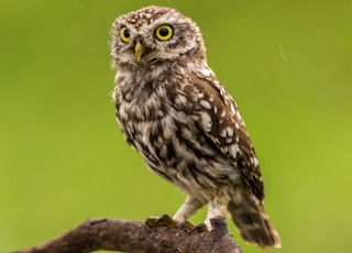 brown and white owl