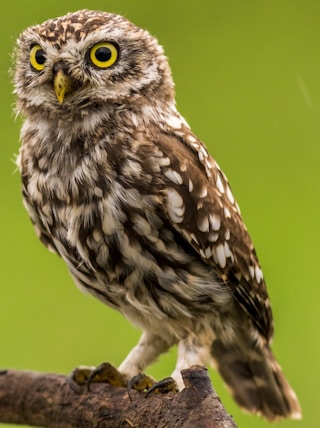 brown and white owl