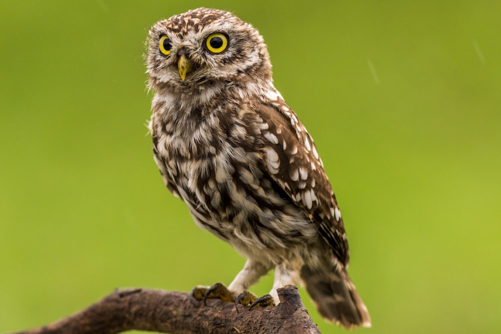 hibou brun et blanc