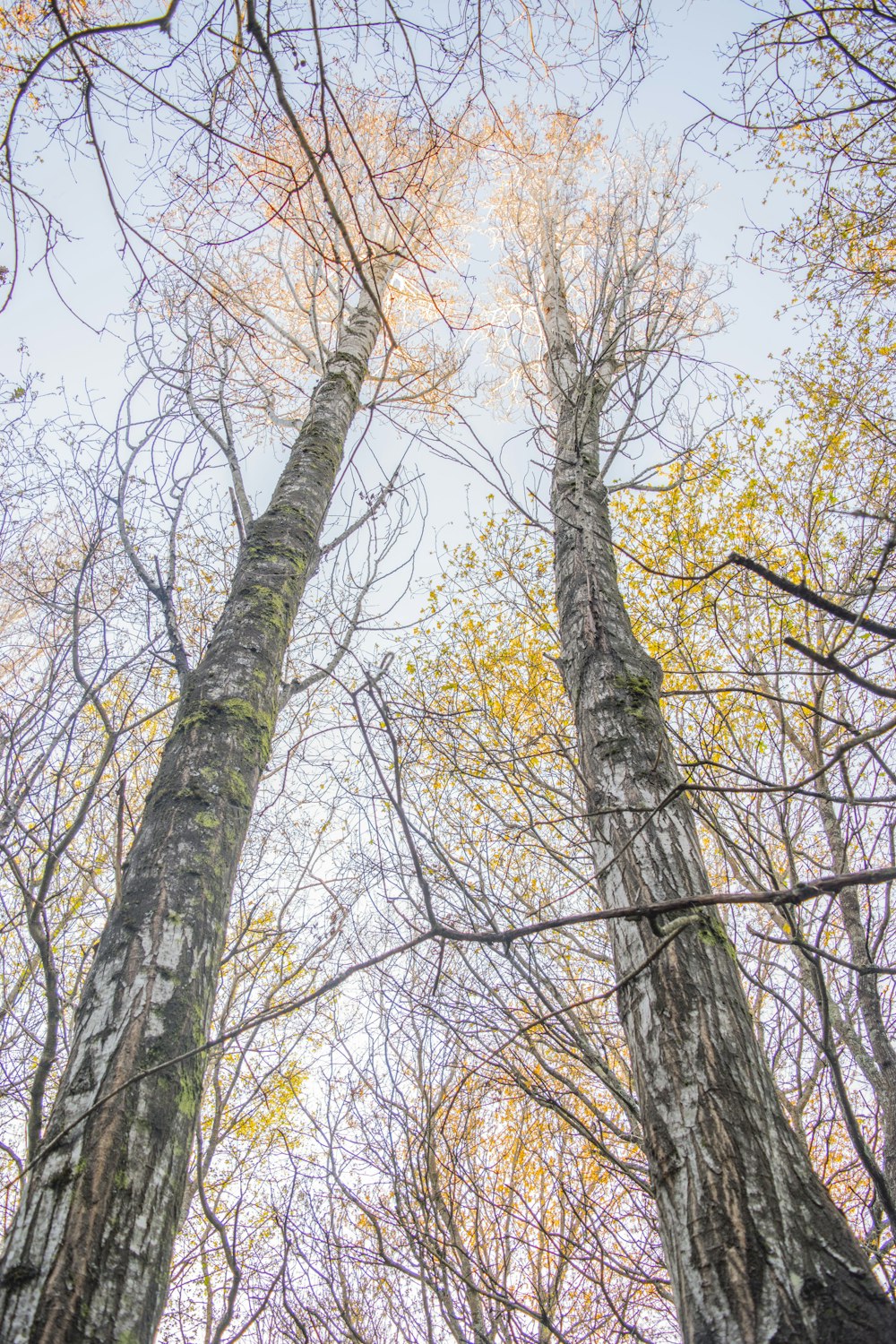 photo en contre-plongée d’un arbre fané