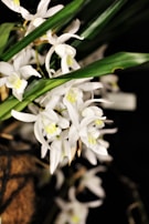 Close-up of gentle white orchids nestled among lush greenery, symbolizing peace and remembrance.
