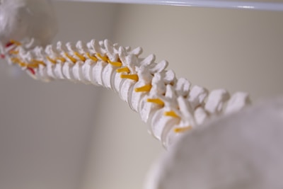 Close-up of hands gently supporting a spine model.