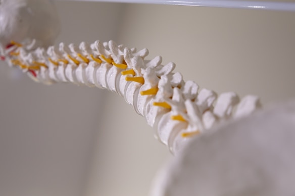 A detailed anatomical model of a human spine, showcasing the vertebrae with intervertebral discs highlighted in yellow. The model is arranged in a slightly curved position against a neutral background.