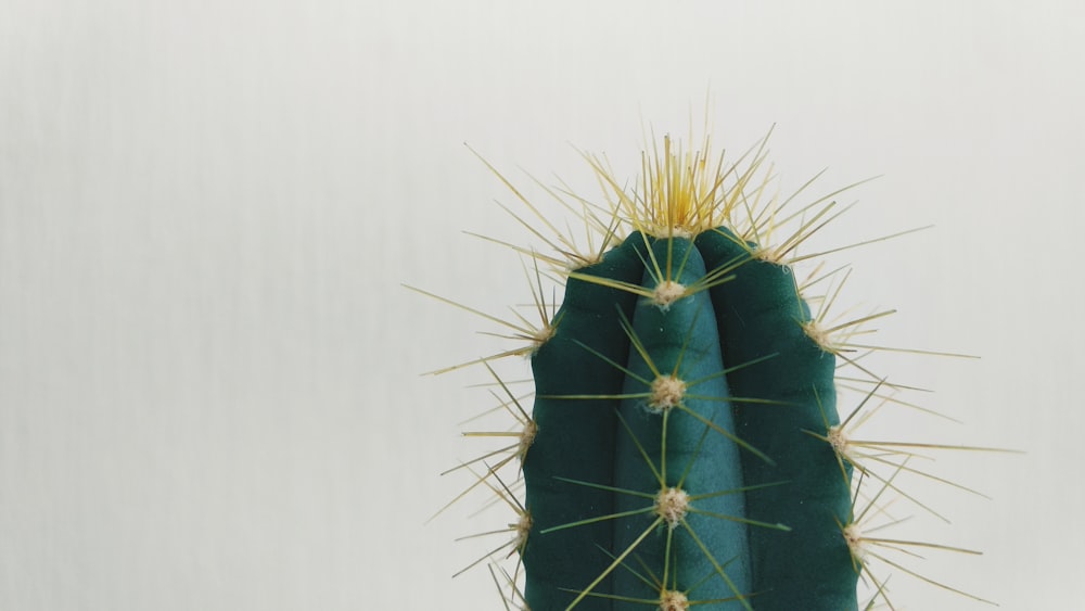 Foto de primer plano de cactus verde