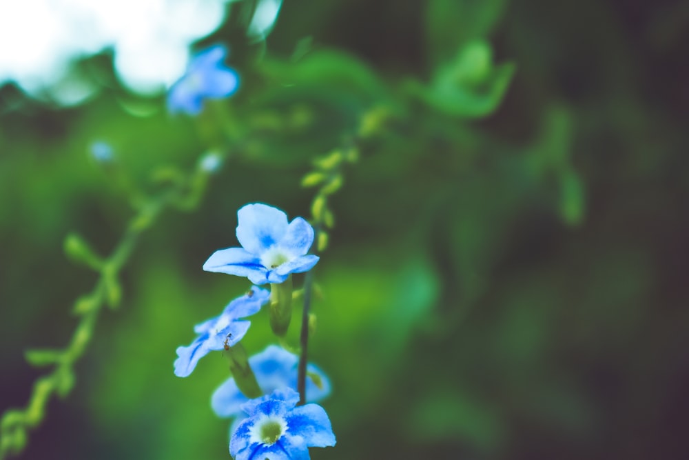 selective focus photo of blue-petaled flower