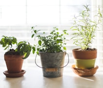 three green-leafed plants in pot