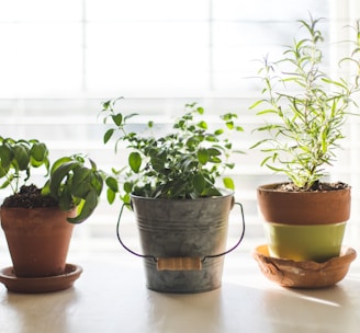 three green-leafed plants in pot