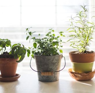 three green-leafed plants in pot