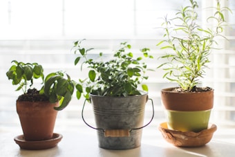 three green-leafed plants in pot