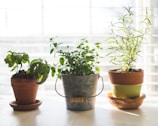 three green-leafed plants in pot