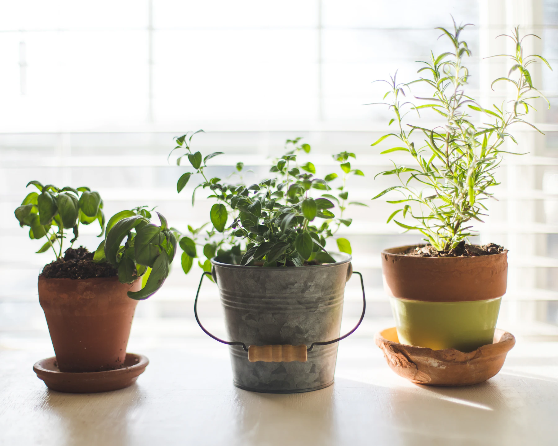Basil, oregano and rosemary growing in three small pots on a bright windowsill